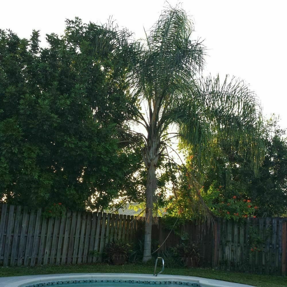 A palm tree behind a swimming pool