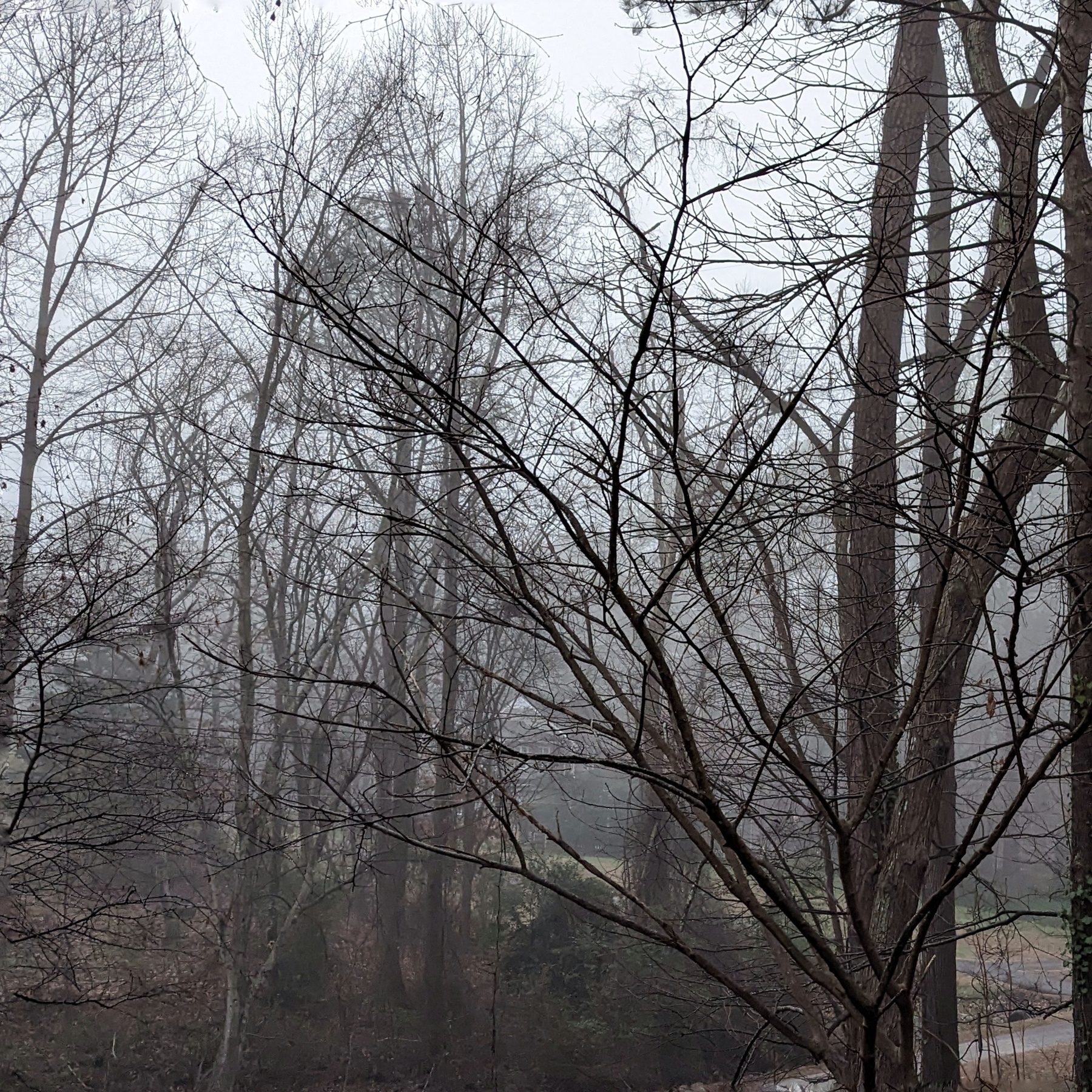 Bare trees and gray fog